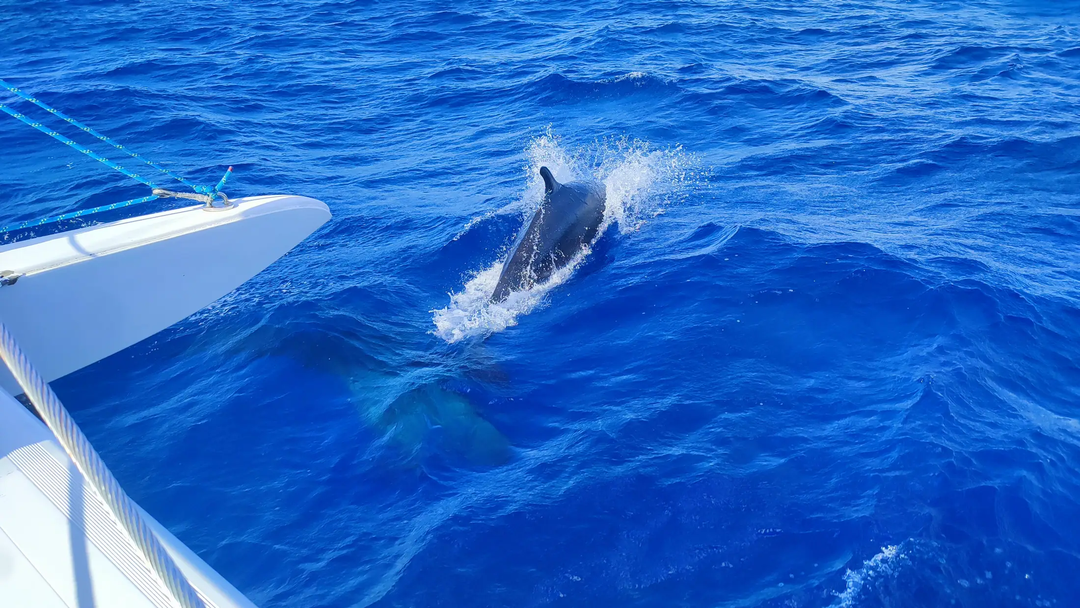 Dauphins nageant à côté d’un catamaran